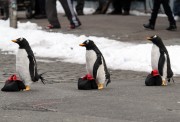 Пингвины мистера Поппера / Mr. Popper's Penguins (Джим Керри, 2011) - 4xHQ 54b296297611302