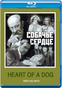 Heart of a Dog 1988 m720p BluRay x264-BiRD Heart of a Dog 1988 m720p BluRay x264-BiRD