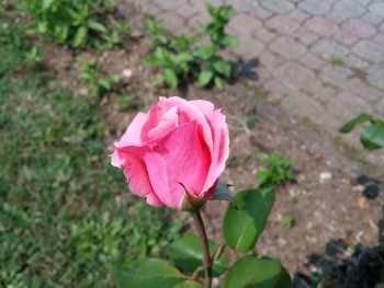imagebam.com