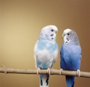 Попугаи (Parrots) 134c02337468946