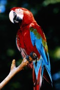 Попугаи (Parrots) 149c58337468341
