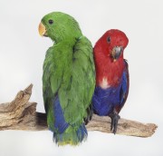 Попугаи (Parrots) 176493337467070