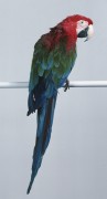Попугаи (Parrots) 20f496337468641