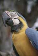 Попугаи (Parrots) 3e9943337467056