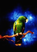 Попугаи (Parrots) 3efdca337468106