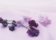 Праздничные цветы / Celebratory Flowers (200xHQ) 7eddbe337466327