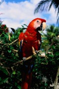 Попугаи (Parrots) 90d6f9337468831