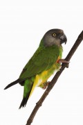 Попугаи (Parrots) 91b4f2337468933