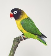 Попугаи (Parrots) A493ae337467638