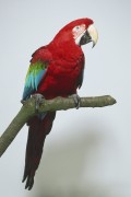 Попугаи (Parrots) B503ed337466963