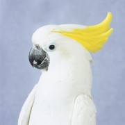 Попугаи (Parrots) Bf7db6337468852
