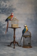 Попугаи (Parrots) D16d4c337468620