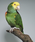 Попугаи (Parrots) D315ca337468216