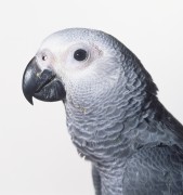 Попугаи (Parrots) Ef382c337467518