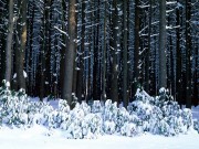 Winter / Зима - (166xHQ)  9fd634337519915