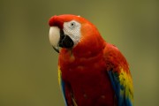 Попугаи (Parrots) 20edaa338287379
