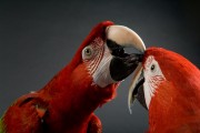 Попугаи (Parrots) 820e8a338287278