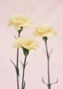Цветы / Images of flowers (200xHQ) 8b28cf338289501