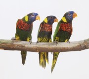 Попугаи (Parrots) Af4fb9338286999