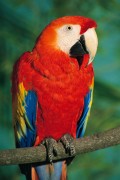 Попугаи (Parrots) F927ce338287181