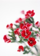 Цветы / Images of flowers (200xHQ) B98eb0338290542