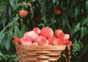 Обильный урожай фруктов (195xHQ) 16806a338639521