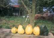 Обильный урожай фруктов (195xHQ) 193583338639858