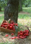 Обильный урожай фруктов (195xHQ) 5c6ed4338639238