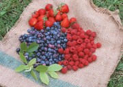 Обильный урожай фруктов (195xHQ) B366d8338639408