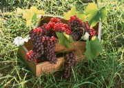 Обильный урожай фруктов (195xHQ) 97b385338640612