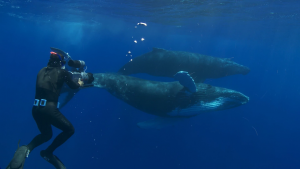 BBC: ������� ������� / Ocean Giants (2011/BDRip 720p)